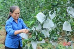 Nông dân Vũ Quang thu hoạch sớm, chống đỡ cây cam “chạy” bão số 9