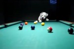 Video: Tròn mắt xem cún cưng trổ tài chơi bi-a “bách phát bách trúng”