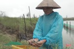 Người nuôi ốc hương xứ Cồn Vạn “trắng tay” sau mưa lũ