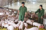 Hà Tĩnh sẽ đảm bảo nguồn cung thịt lợn dịp Tết Tân Sửu 2021