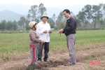 Nông dân Thiên Lộc nỗ lực “cứu” hơn 100 ha hành tăm