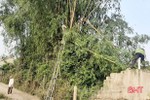 Người dân Vũ Quang tỉa cây, gia cố chuồng trại ứng phó với bão số 13