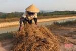 Sau mưa lũ, nông dân Hà Tĩnh chật vật tìm thức ăn cho gia súc
