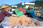 Trúng đậm ruốc biển 5 ngày liên tiếp, ngư dân Hà Tĩnh thu hàng trăm triệu
