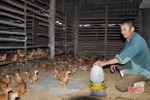 “Né” dịch tả lợn châu Phi, nông dân Hà Tĩnh tăng nuôi gà đón tết
