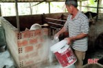 Xuất hiện 2 ổ dịch tả lợn châu Phi ở Hương Sơn