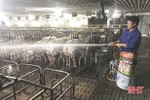 Các trại lợn Hà Tĩnh tăng cường phòng chống dịch, đảm bảo nguồn cung thị trường cuối năm