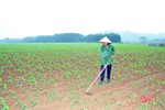 Nông dân Hà Tĩnh chủ động nguồn thức ăn cho gia súc mùa mưa rét