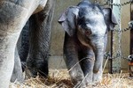 Vườn thú lâu đời nhất Nhật Bản đón voi con đầu tiên sinh ra tại đây