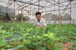 Có chính sách kích cầu, làng hoa ở Hà Tĩnh tăng quy mô sản xuất chờ tết