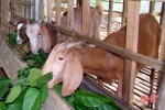 Hương Sơn hỗ trợ nâng cao chất lượng đàn dê