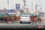 Bò thả rông “vây” phương tiện giao thông trên quốc lộ ở Hà Tĩnh