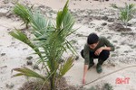 Cẩm Xuyên trồng thí điểm 4,2 ha dừa xiêm lùn