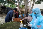 Ngành chuyên môn thông tin về dịch bệnh lần đầu tiên xuất hiện trên trâu, bò ở Hà Tĩnh