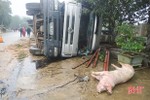 Xe chở 170 con lợn bị lật trên Quốc lộ 15A đoạn qua Can Lộc