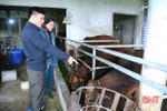 Hà Tĩnh ban hành công điện chỉ đạo tăng cường phòng chống đói, rét, dịch bệnh cho vật nuôi