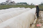 40 ha mạ lúa xuân 2021 của Hà Tĩnh đã xuống giống