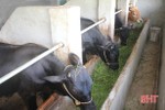 Giá bò tăng cao, nông dân Hà Tĩnh thu lợi lớn