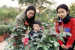 Rực rỡ những vườn hoa đợi tết ở TP Hà Tĩnh