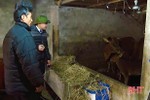Xuất hiện dịch viêm da nổi cục trên bò, Cẩm Xuyên ban hành công điện khẩn