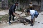 Hơn 90 con gia súc tại Điện Biên bị chết do rét đậm, rét hại