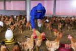 Nông dân Đức Thọ nuôi “gà đi bộ” thu hàng trăm triệu đồng