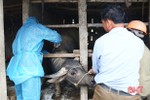Khẩn cấp dập tắt các ổ dịch bệnh truyền nhiễm trên gia súc ở Hà Tĩnh