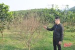 Cấm chặt đào rừng tự nhiên chơi tết, thương lái đổ về làng đào vườn ở Hà Tĩnh đặt mua