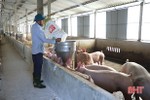Giá lợn tăng cao dịp cận tết, người chăn nuôi Hà Tĩnh thu lãi lớn