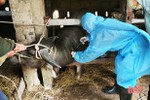 Phòng chống dịch viêm da nổi cục trên trâu bò ở Hà Tĩnh khó khăn hơn khi tết cận kề
