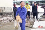 Thu gom hơn 100 con chó từ Hà Tĩnh ra Hà Nội tiêu thụ