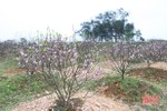 Các chủ vườn ở Hà Tĩnh thấp thỏm vì đào nở sớm