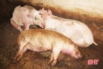 Xuất hiện mới 1 ổ dịch tả lợn châu Phi ở Cẩm Xuyên