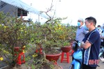 Chợ cây cảnh ngày tết ở Hà Tĩnh: Quất, đào giá “mềm”, hoa mai chờ khách