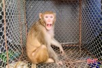 Vườn Quốc gia Vũ Quang thả 2 cá thể khỉ về môi trường tự nhiên