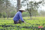 Nông dân Hương Khê vui chăm chè, kỳ vọng mùa thu hoạch bội thu