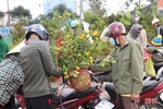 Cây cảnh chiều 30 tết tại Hà Tĩnh: Đào “sạch trơn”, quất bán chạy, mai ế ẩm