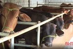 Ráo riết ngăn dịch viêm da nổi cục trên trâu, bò lan rộng ở Hà Tĩnh