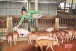 Tiếp đà thắng lợi, cơ sở, hộ chăn nuôi lợn Hà Tĩnh phấn khởi tái đàn