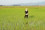 Nông dân Hà Tĩnh vui tết không quên chăm sóc lúa