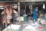 Dịch viêm da nổi cục trên trâu, bò xuất hiện tại 5 xã ở Vũ Quang