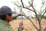 Nghề chăm sóc đào cảnh sau tết ở Hà Tĩnh cũng lắm công phu