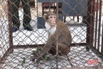Bàn giao cá thể khỉ mốc quý hiếm để thả về vùng rừng tự nhiên ở Hà Tĩnh