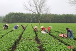 Người trồng chè Kỳ Anh hái lộc xuân, mở đầu mùa thu hoạch năm 2021