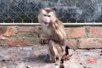 Vườn Quốc gia Vũ Quang tiếp nhận cá thể khỉ đuôi lợn quý hiếm
