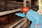 Huyện Cẩm Xuyên tiêm 6.500 liều vắc-xin phòng viêm da nổi cục trâu bò