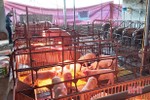 Tự chủ con giống – xu hướng tiết kiệm chi phí chăn nuôi của nông dân Hà Tĩnh