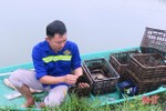 Mô hình nuôi trai lấy ngọc ở TP Hà Tĩnh sinh trưởng tốt, phủ ngọc nhanh
