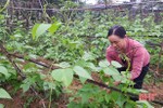 Cần mẫn với hơn 2.000 m2 đất vườn, vợ chồng nông dân Hà Tĩnh thu 300 triệu đồng/năm