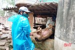 Xuất hiện ổ dịch tả lợn châu Phi ở Đức Thọ